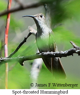 Spot-throated Hummingbird - &copy; James F Wittenberger and Exotic Birding LLC