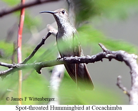 Spot-throated Hummingbird - &copy; James F Wittenberger and Exotic Birding LLC