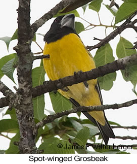 Spot-winged Grosbeak - © James F Wittenberger and Exotic Birding LLC