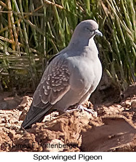Spot-winged Pigeon - © James F Wittenberger and Exotic Birding LLC