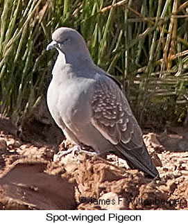 Spot-winged Pigeon - © James F Wittenberger and Exotic Birding LLC