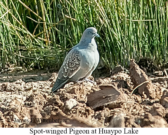 Spot-winged Pigeon - &copy; James F Wittenberger and Exotic Birding LLC