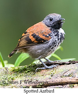 Spotted Antbird - © James F Wittenberger and Exotic Birding LLC Spotted Antbird - © James F Wittenberger and Exotic Birding LLC