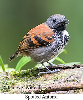 Spotted Antbird - © James F Wittenberger and Exotic Birding LLC