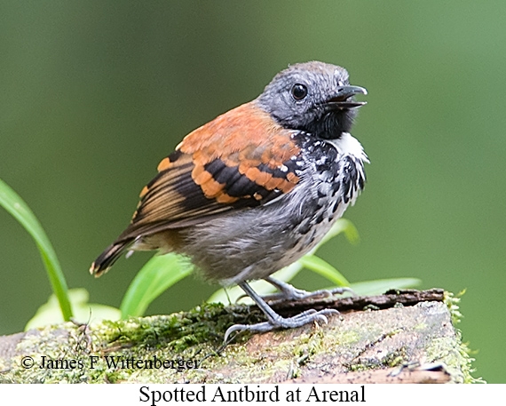 Spotted Antbird - &copy; James F Wittenberger and Exotic Birding LLC