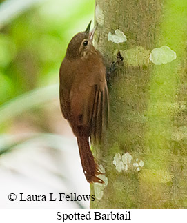 Spotted Barbtail - © Laura L Fellows and Exotic Birding LLC