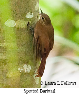 Spotted Barbtail - © Laura L Fellows and Exotic Birding LLC Spotted Barbtail - © Laura L Fellows and Exotic Birding LLC
