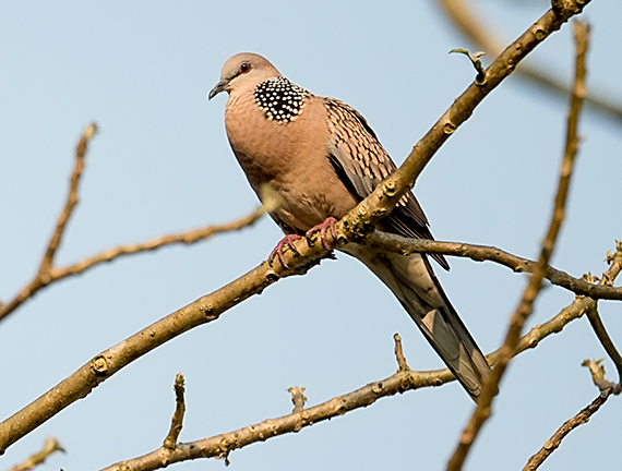 Spotted Dove - © James F Wittenberger and Exotic Birding LLC