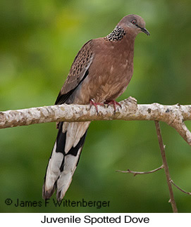 Spotted Dove - &copy; James F Wittenberger and Exotic Birding LLC