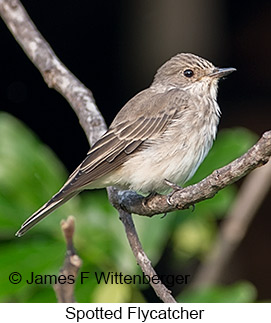 Spotted Flycatcher - © James F Wittenberger and Exotic Birding LLC