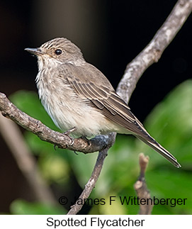 Spotted Flycatcher - © James F Wittenberger and Exotic Birding LLC Spotted Flycatcher - © James F Wittenberger and Exotic Birding LLC