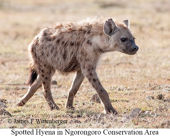 Spotted Hyena - © James F Wittenberger and Exotic Birding LLC