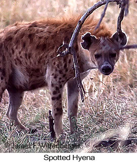 Spotted Hyena - © James F Wittenberger and Exotic Birding Tours Spotted Hyena - © James F Wittenberger and Exotic Birding Tours