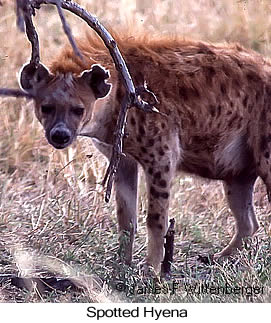 Spotted Hyena - © James F Wittenberger and Exotic Birding LLC