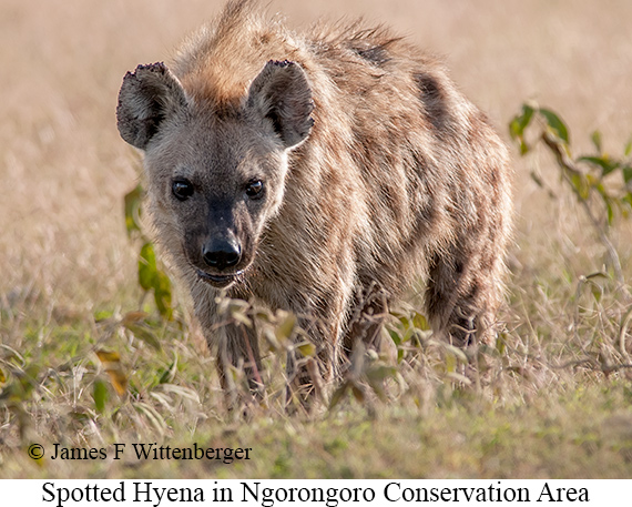 Spotted Hyena - © James F Wittenberger and Exotic Birding LLC