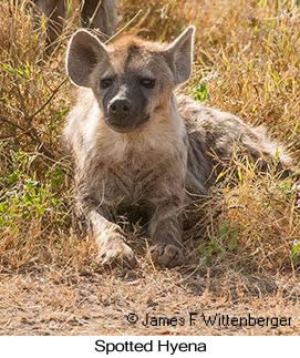 Spotted Hyena - &copy; James F Wittenberger and Exotic Birding LLC