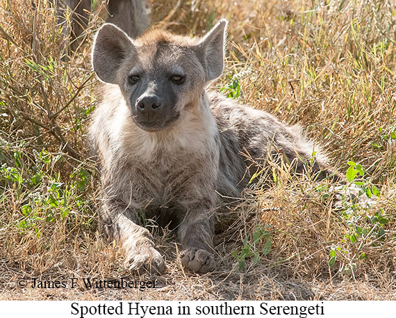 Spotted Hyena - © James F Wittenberger and Exotic Birding LLC