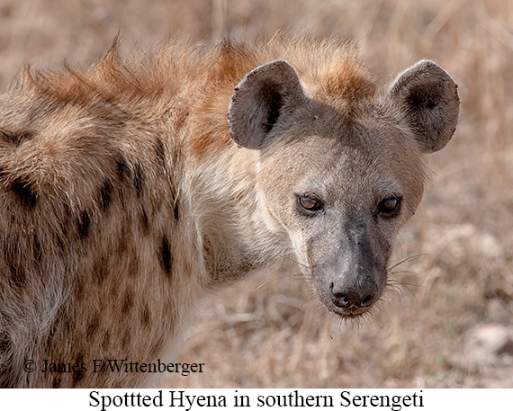 Spotted Hyena - © James F Wittenberger and Exotic Birding LLC