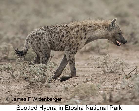 Spotted Hyena - © James F Wittenberger and Exotic Birding LLC