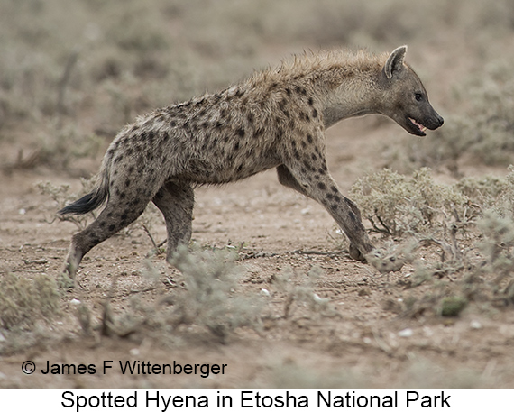 Spotted Hyena - © James F Wittenberger and Exotic Birding LLC