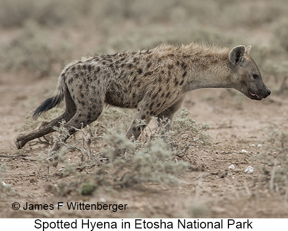 Spotted Hyena - © James F Wittenberger and Exotic Birding LLC