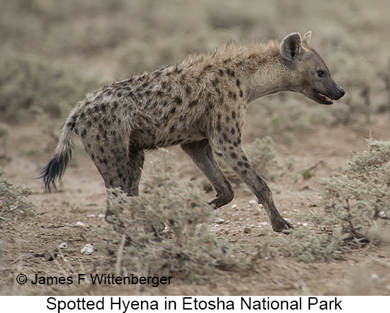 Spotted Hyena - © James F Wittenberger and Exotic Birding LLC