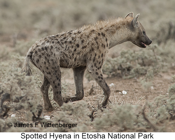 Spotted Hyena - © James F Wittenberger and Exotic Birding LLC