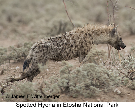 Spotted Hyena - © James F Wittenberger and Exotic Birding LLC