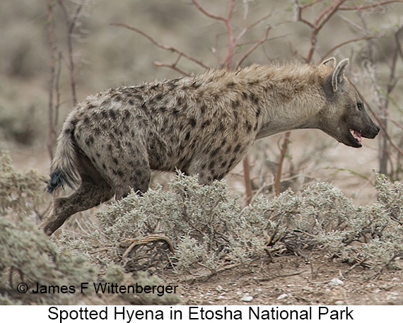 Spotted Hyena - © James F Wittenberger and Exotic Birding LLC Spotted Hyena - © James F Wittenberger and Exotic Birding LLC