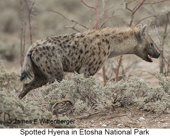 Spotted Hyena - © James F Wittenberger and Exotic Birding LLC