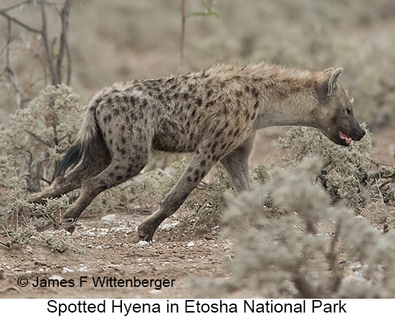 Spotted Hyena - © James F Wittenberger and Exotic Birding LLC Spotted Hyena - © James F Wittenberger and Exotic Birding LLC