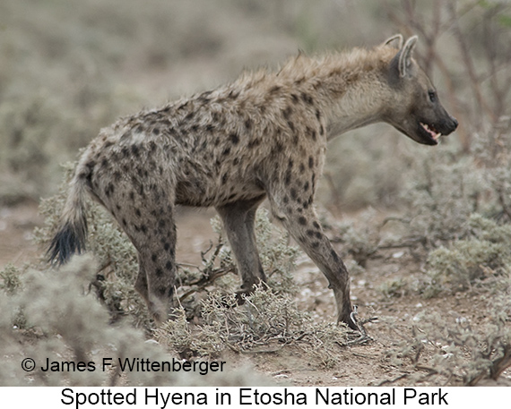 Spotted Hyena - © James F Wittenberger and Exotic Birding LLC