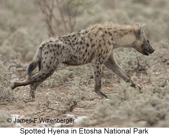 Spotted Hyena - © James F Wittenberger and Exotic Birding LLC