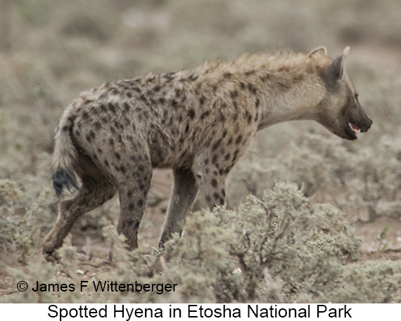 Spotted Hyena - © James F Wittenberger and Exotic Birding LLC