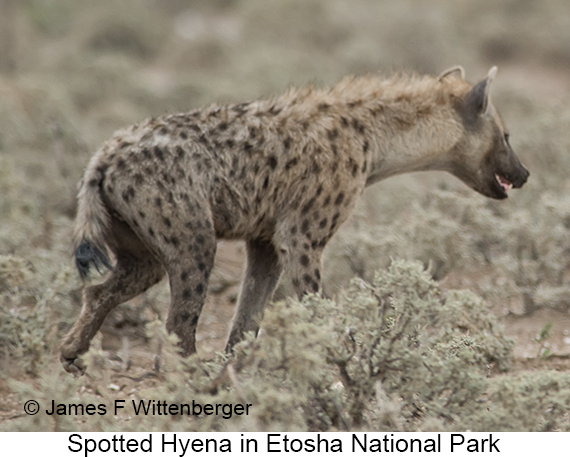 Spotted Hyena - © James F Wittenberger and Exotic Birding LLC Spotted Hyena - © James F Wittenberger and Exotic Birding LLC