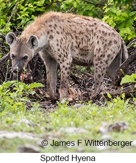 Spotted Hyena - © James F Wittenberger and Exotic Birding LLC