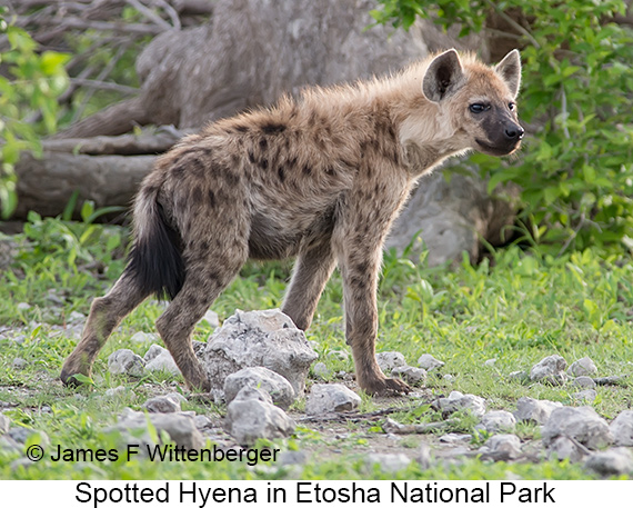 Spotted Hyena - © James F Wittenberger and Exotic Birding LLC