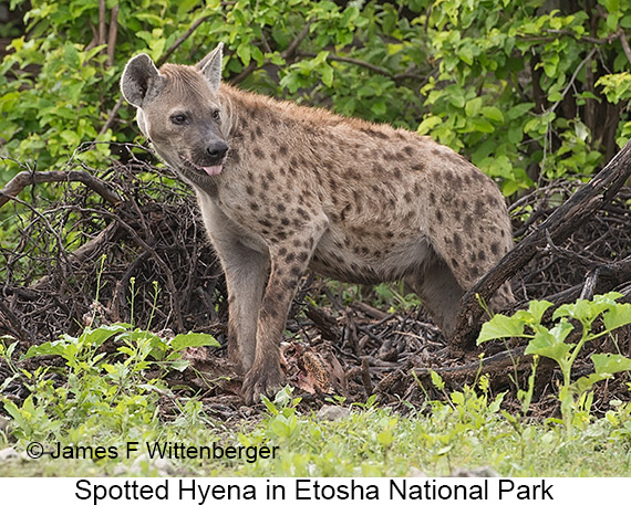 Spotted Hyena - © James F Wittenberger and Exotic Birding LLC