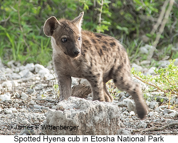 Spotted Hyena - © James F Wittenberger and Exotic Birding LLC