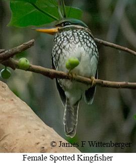 Spotted Kingfisher - &copy; James F Wittenberger and Exotic Birding LLC