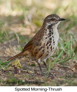 Spotted Morning-Thrush - © James F Wittenberger and Exotic Birding LLC