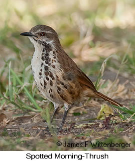 Spotted Morning-Thrush - © James F Wittenberger and Exotic Birding LLC