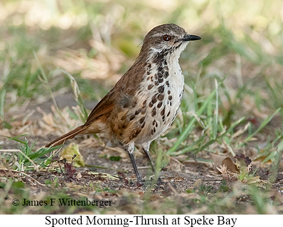 Spotted Morning-Thrush - © James F Wittenberger and Exotic Birding LLC