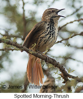 Spotted Morning-Thrush - © James F Wittenberger and Exotic Birding LLC Spotted Morning-Thrush - © James F Wittenberger and Exotic Birding LLC