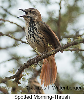 Spotted Morning-Thrush - © James F Wittenberger and Exotic Birding LLC