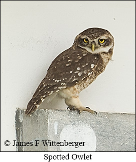 Spotted Owlet - © James F Wittenberger and Exotic Birding LLC
