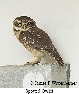 Spotted Owlet - © James F Wittenberger and Exotic Birding LLC Spotted Owlet - © James F Wittenberger and Exotic Birding LLC