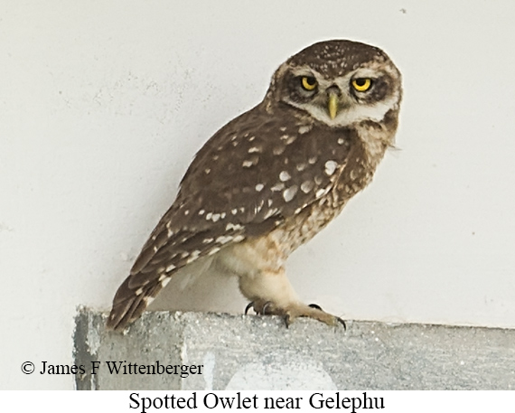 Spotted Owlet - © James F Wittenberger and Exotic Birding LLC