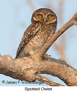 Spotted Owlet - © James F Wittenberger and Exotic Birding LLC