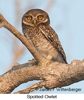Spotted Owlet - &copy; James F Wittenberger and Exotic Birding LLC